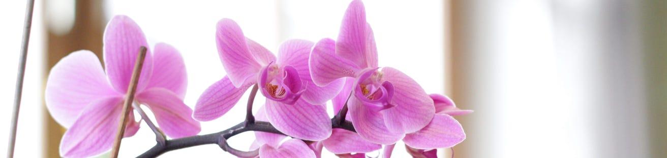 Blumen in der Logopädie-Praxis Dengg